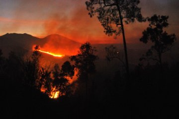 Puluhan Hektare Hutan di Pagaralam Terbakar