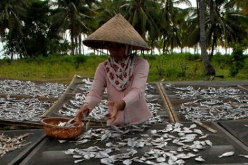 Produksi ikan kering di Indramayu menurun