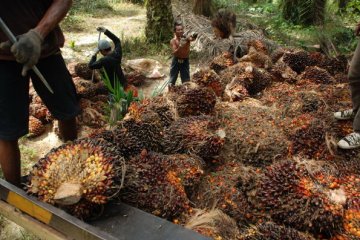 Petani sawit sesalkan pernyataan menhut