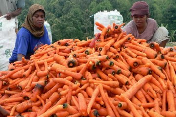 Wortel Dapat  Cegah Lapar