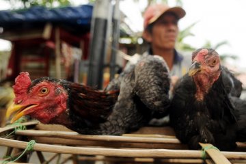 Ayam kampung di Ambon Rp130.000/ekor