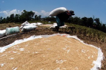 Taiwan Berjuang Stabilkan Harga Beras