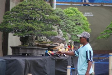 Indonesia Bidik Wisatawan Pencinta Bonsai Dunia