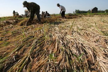 Bulog Surakarta Mulai Serap Gabah Petani