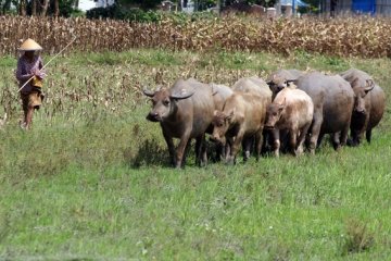 Kementan bantu pengembangan ternak kerbau di Lebak