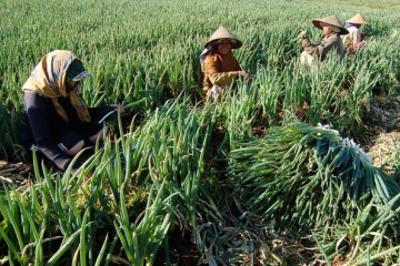 Di sini, harga sekilo daun bawang Rp10.000