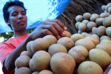 Petani sawo perlu bantuan untuk tingkatkan nilai tambah