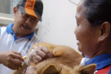 Dinas Peternakan NTT siapkan 200.000 dosis vaksin rabies