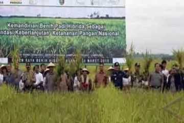 Benih Padi Hibrida