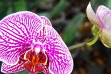 Festival Hortikultura