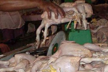 Ayam-Tipis-Naik