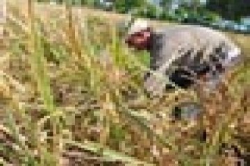 PRODUKSI PADI TURUN