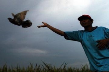 MERPATI BALAP