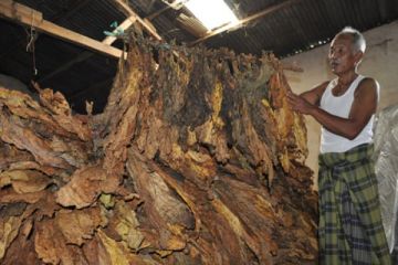 TEMBAKAU RUSAK