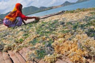 HARGA TURUN