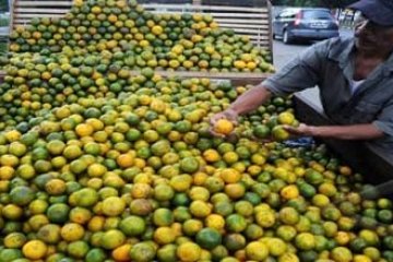 JERUK KENDARI