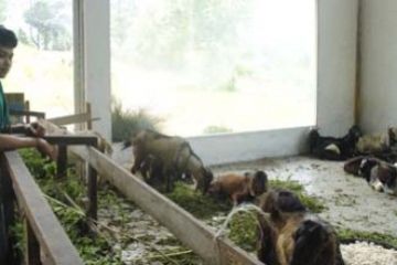 Harga Kurban Naik