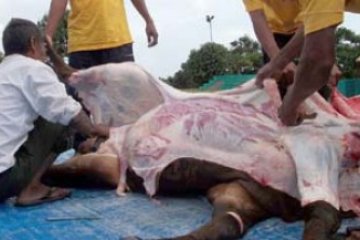 Sembelih Hewan Kurban di Karimun