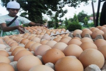 TELUR AYAM