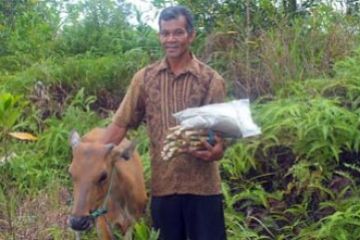 Sapi Bantuan