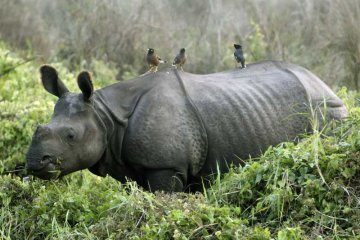 WWF: Hampir 200 Badak Dibunuh Tahun Ini di Afrika Selatan 