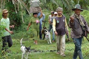 Hama babi resahkan petani