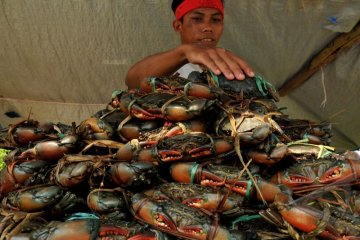 Potensi Kepiting Bakau Lampung Barat Belum Digarap 