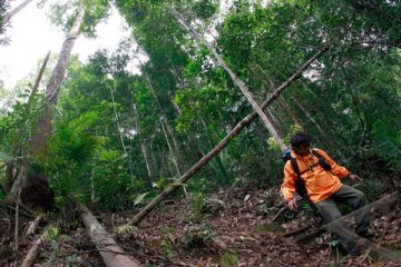 Pelanggar tata usaha hasil hutan dikenai denda