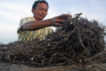 Cuaca Berubah, Produksi Rumput Laut Turun