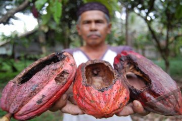 Hama Tupai Masuk Daftar Menu Lauk Petani