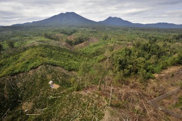 Aktivis lingkungan ragu laju eksploitasi hutan berkurang