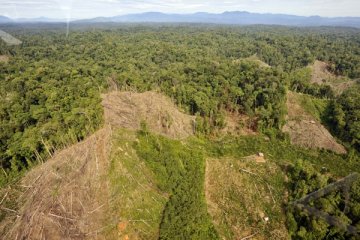 Perambah hutan kena denda satu kerbau di Jambi