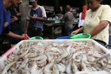 Bali Ekspor Udang Senilai 137.694 Dolar AS