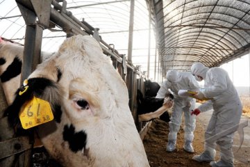 Taiwan Temukan Penumbuh Obat pada Daging Sapi AS