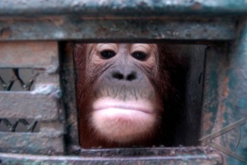Ajaib, Orangutan Buta Lahirkan Bayi Kembar