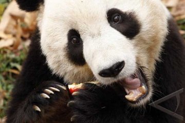 Dua Panda Raksasa di Tokyo Selamat dari Gempa 
