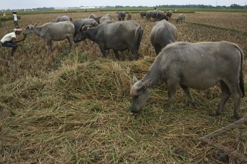 55 ekor kerbau di Batanghari mati mendadak akibat ngorok