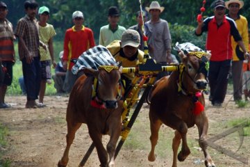 MUI larang penyiksaan sapi dalam karapan