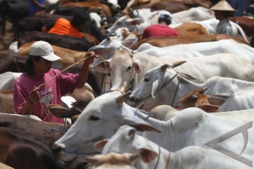 Pemerintah Ganti 4.007 Sapi Korban Merapi