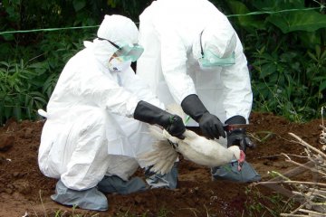 Jepang Hadapi Wabah Flu Burung