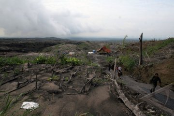 Menhut tanam pohon di lereng Merapi