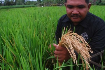 Padi Siam Epang Unggul, Tahan Hama Hanya Ada di Kalteng