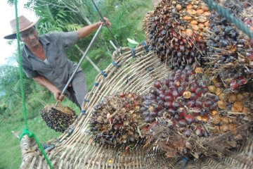 Krisis harga sawit buat 3.000 petani sawit belum lunasi kredit bank