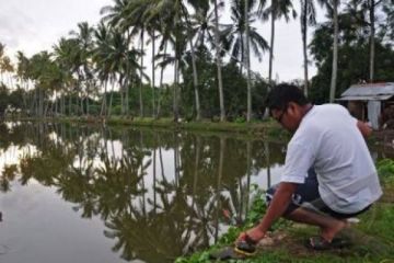 MANCING IKAN NILA