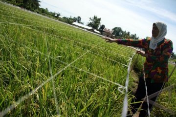 Petani Terancam Gagal Panen Akibat Serangan Burung Pipit