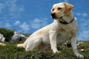 Anjing Bisa Deteksi Kanker Usus Stadium Awal