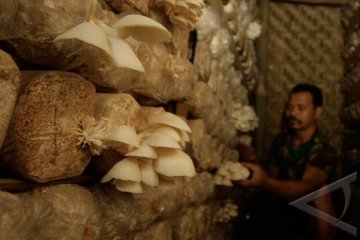 Budidaya jamur tiram di Lebak prospektif