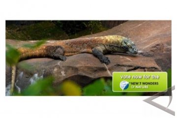 Hah! Komodo Terancam Ditangguhkan Sebagai Finalis New 7 Wonders