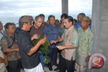 Pembudidaya rumput laut di Bali