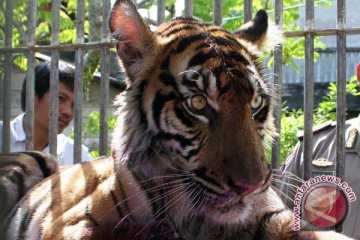 Harimau Padangpariaman Akan Dikawinkan Dengan "Si Bancah